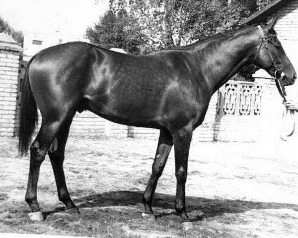 stallion Farat xx (Thoroughbred, 1981, from Raut xx)