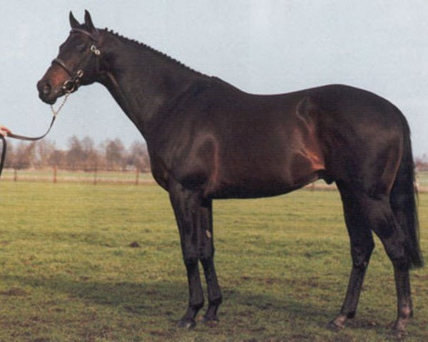 Pferd Kafu xx (Englisches Vollblut, 1980, von African Sky xx)