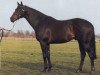 stallion Kafu xx (Thoroughbred, 1980, from African Sky xx)