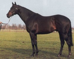 stallion Kafu xx (Thoroughbred, 1980, from African Sky xx)