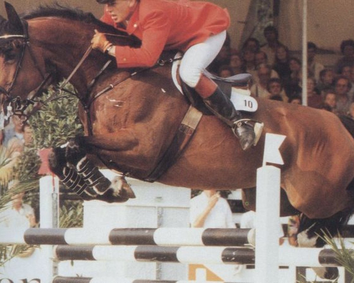 Zuchtstute Alexa (Hessisches Warmblut, 1981, von April-Scherz)