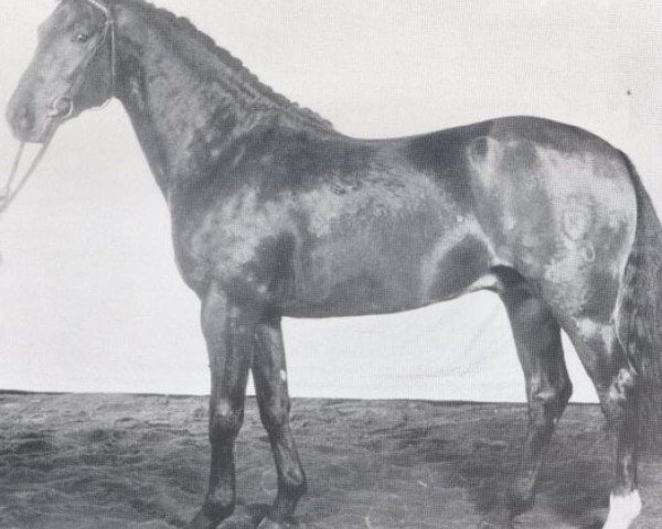 stallion Unesco (Holsteiner, 1973, from Urioso)