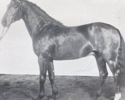 stallion Unesco (Holsteiner, 1973, from Urioso)