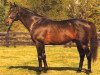 stallion Lear Fan xx (Thoroughbred, 1981, from Roberto xx)