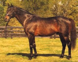 stallion Lear Fan xx (Thoroughbred, 1981, from Roberto xx)