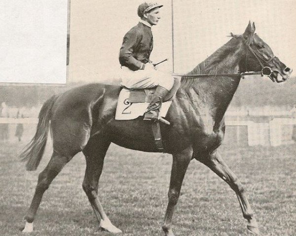 stallion Djeddah xx (Thoroughbred, 1945, from Djebel xx)