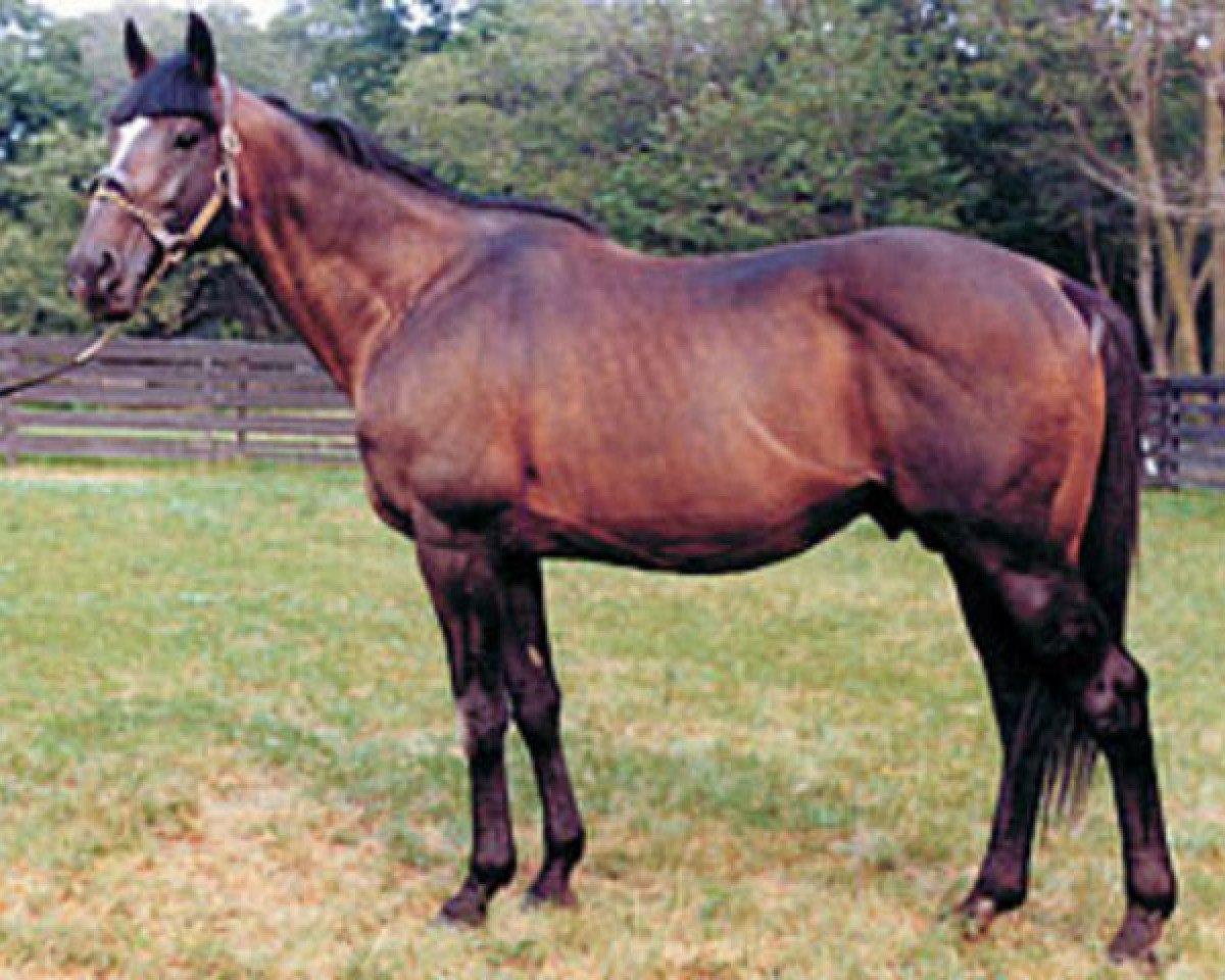 stallion Bold Reason xx (Thoroughbred, 1968, from Hail to Reason xx)