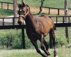 stallion Hoist The Flag xx (Thoroughbred, 1968, from Tom Rolfe xx)