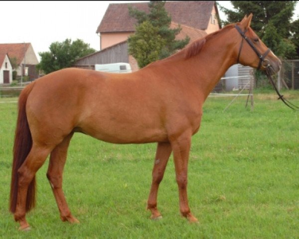 broodmare Gute Miene (Bavarian, 1997, from La Rochelle G)