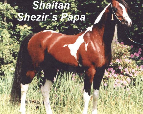 horse Shaitan (Arab half breed / Partbred, 1985, from True Valour ox)