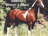 Pferd Shaitan (Arabisches Halbblut / Partbred, 1985, von True Valour ox)
