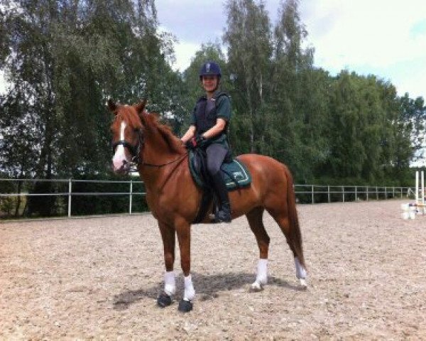 broodmare Mayflower (German Riding Pony, 2004, from Markgraf)