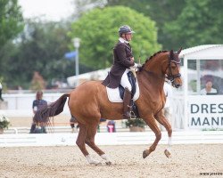 dressage horse Eros van Ons Heem (KWPN (Royal Dutch Sporthorse), 2009, from Glock's Johnson Tn)