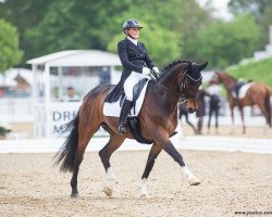 dressage horse Shy Boy (Oldenburg, 2009, from Sunny-Boy)