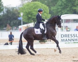 dressage horse Duenensee (Hanoverian, 2009, from Dancier)