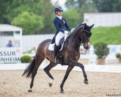 dressage horse Great Escape Camelot (KWPN (Royal Dutch Sporthorse), 2011, from Glock's Johnson Tn)