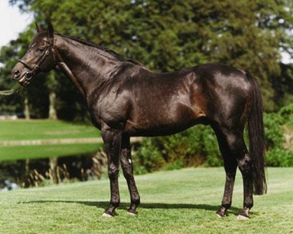 stallion Darshaan xx (Thoroughbred, 1981, from Shirley Heights xx)