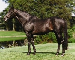 stallion Darshaan xx (Thoroughbred, 1981, from Shirley Heights xx)