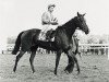 broodmare Astana xx (Thoroughbred, 1956, from Arbar xx)