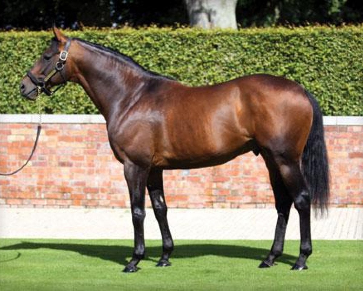 stallion Azamour xx (Thoroughbred, 2001, from Night Shift xx)