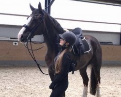 dressage horse Barclay 23 (Hanoverian, 2009, from Benetton Dream FRH 1301)