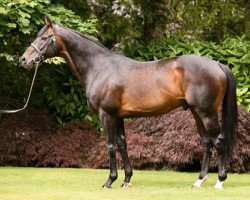 stallion Yeats xx (Thoroughbred, 2001, from Sadler's Wells xx)