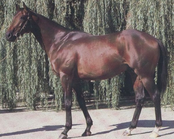 stallion Galant Vert xx (Thoroughbred, 1980, from Luthier xx)