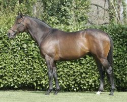 stallion Westerner xx (Thoroughbred, 1999, from Danehill xx)