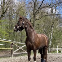 dressage horse Belle Fleur AM (Oldenburg, 2011, from Belissimo NRW)