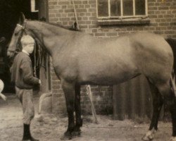 broodmare Ruth (Holsteiner, 1957, from Harras)