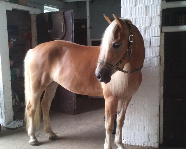 Pferd Nawara (Haflinger, 2003, von Nardini)