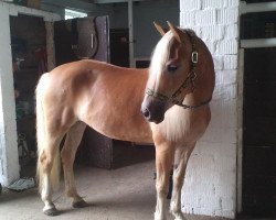 Pferd Nawara (Haflinger, 2003, von Nardini)