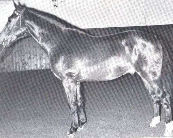 stallion Hetman (Holsteiner, 1963, from Heidekrug)