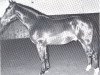 stallion Hetman (Holsteiner, 1963, from Heidekrug)