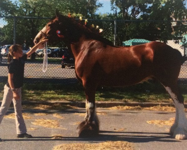 Zuchtstute Willow Way Irene (Clydesdale, 2008, von Zorra Highland Captain)