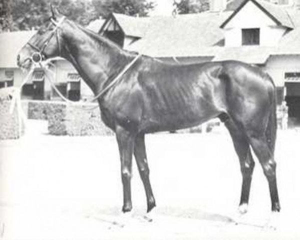 stallion Roi Dagobert xx (Thoroughbred, 1964, from Sicambre xx)