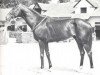 stallion Roi Dagobert xx (Thoroughbred, 1964, from Sicambre xx)
