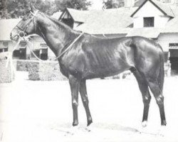 stallion Roi Dagobert xx (Thoroughbred, 1964, from Sicambre xx)