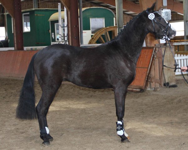 dressage horse Very Nice (Rhinelander, 2010, from Valido's Highlight)