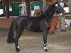 dressage horse Very Nice (Rhinelander, 2010, from Valido's Highlight)