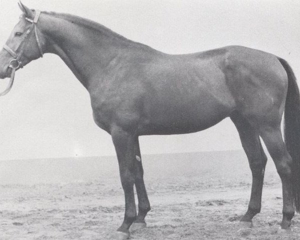 Pferd Famos (Holsteiner, 1970, von Faehnrich)
