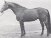 stallion Famos (Holsteiner, 1970, from Faehnrich)