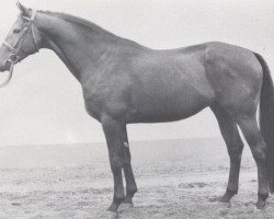 stallion Famos (Holsteiner, 1970, from Faehnrich)