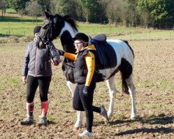 jumper Argentina (German Warmblood, 2008, from Nebor)