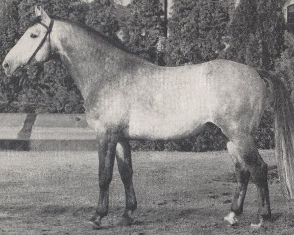dressage horse Rasputin (Westphalian, 1964, from Radetzky)