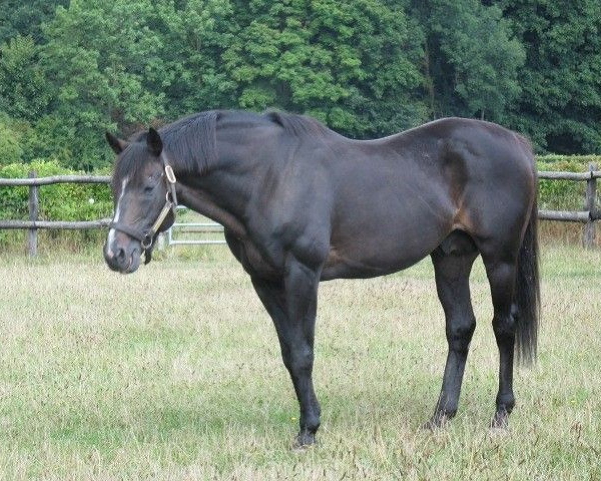 Deckhengst Greinton xx (Englisches Vollblut, 1981, von Green Dancer xx)