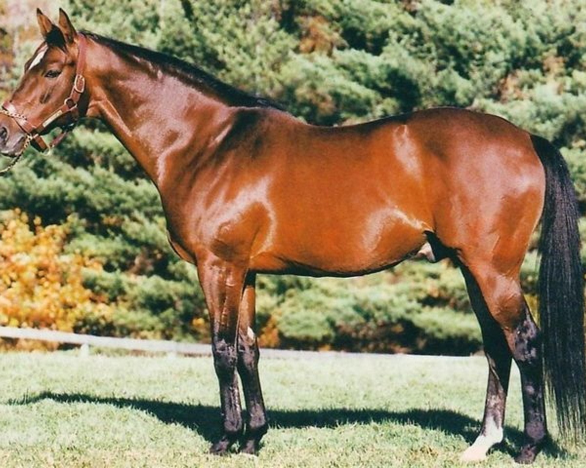 stallion Cure the Blues xx (Thoroughbred, 1978, from Stop the Music xx)