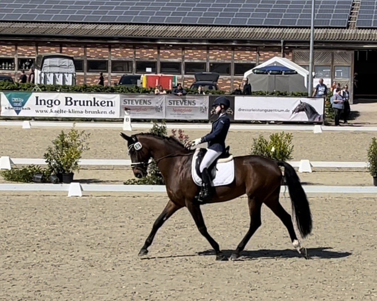 dressage horse Sternschnuppe 108 (Hanoverian, 2009, from Silberschmied)