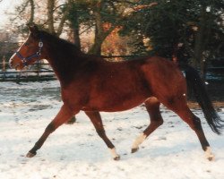 broodmare Kosima XII (Trakehner, 1990, from Bartholdy)