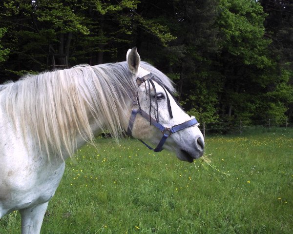 stallion Dancing Gigolo (German Warmblood,  , from Dschamal ox)